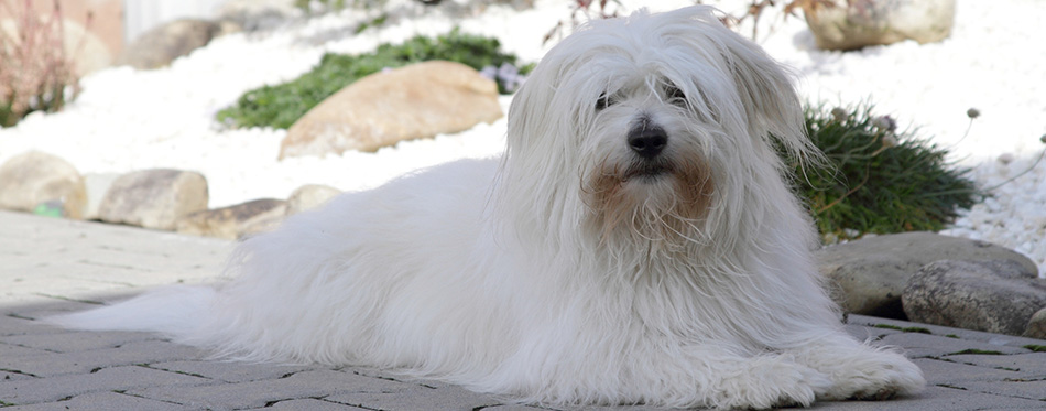 Coton de Tulear