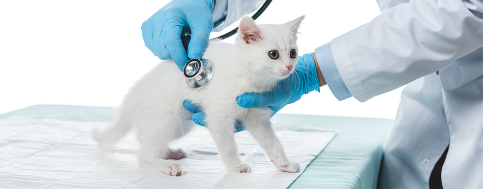 Cropped image of veterinarian