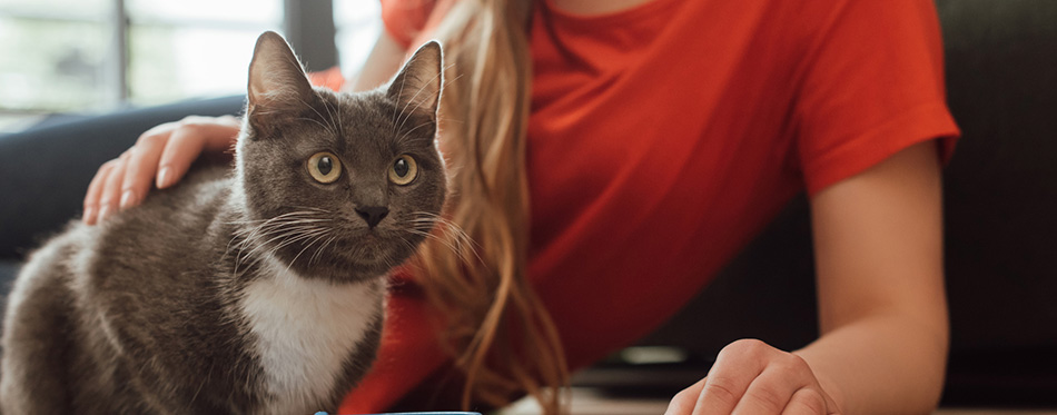 Cropped view of girl touching cat near bowl on floor