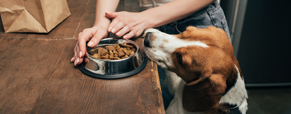 Cropped view of young woman giving pet food to adorable b