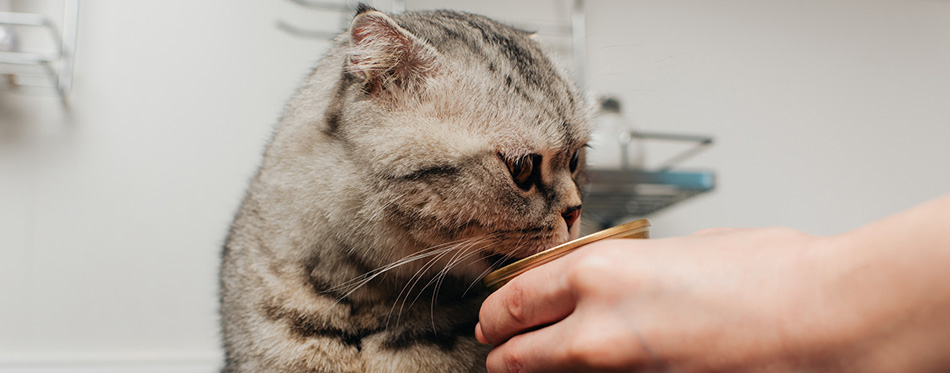 Cropped view of young woman giving scottish fold cat 