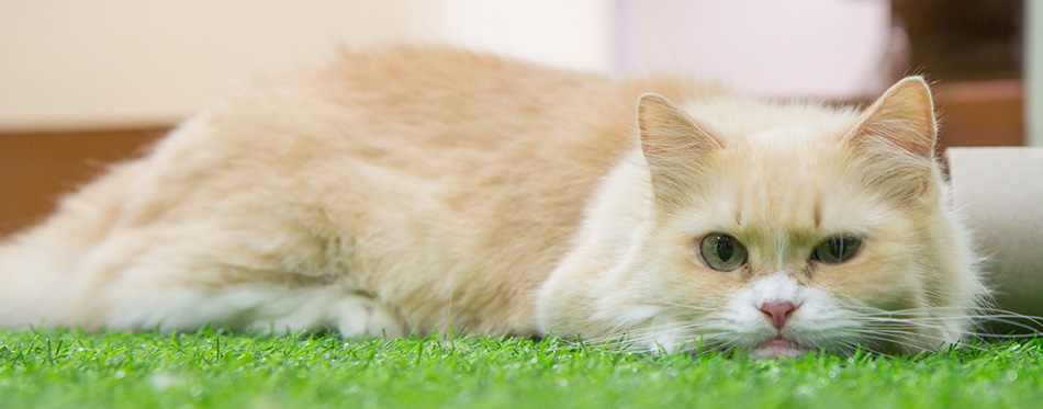 Cute Munchkin cat