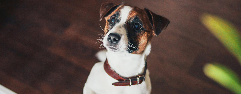 Cute Puppy Dog Jack Russell terrier looking at camera