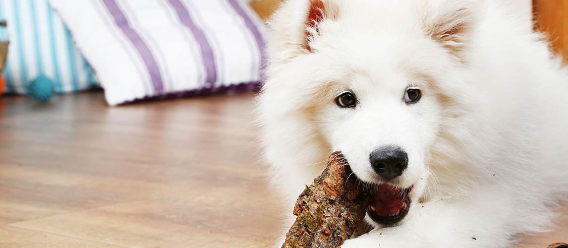 Cute Samoyed dog chewing firewood on wooden floor