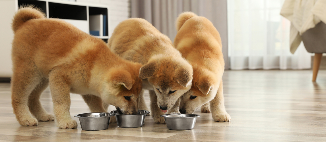 Cute akita inu puppies eating from bowls