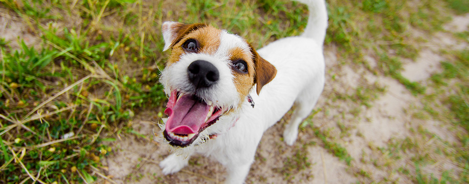 Cute barking dog