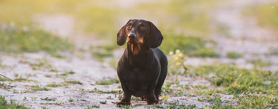 Cute black dachshund portrait 