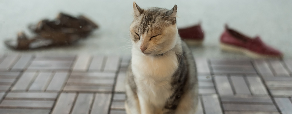 Cute cat feel tired and wait before the door