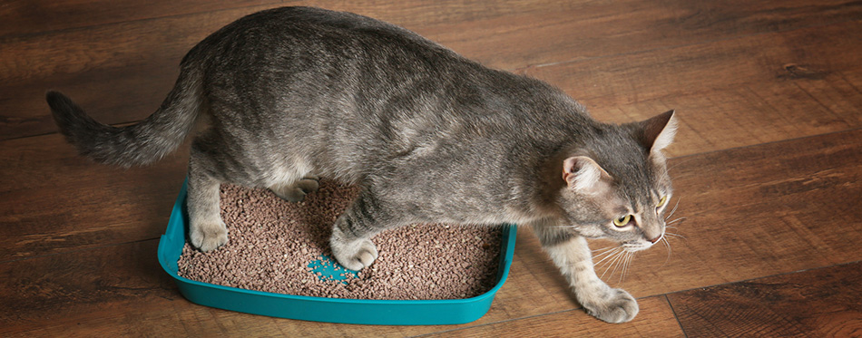 Cute cat in plastic litter box