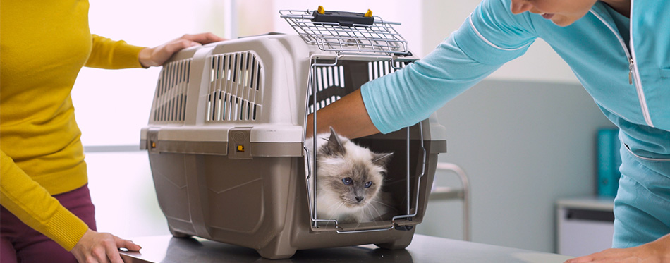 Cute cat inside a pet carrier