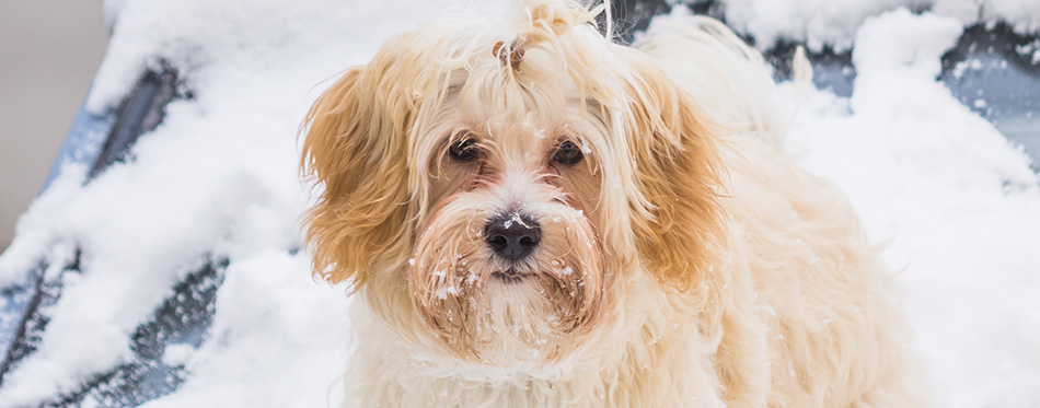 Cute dog in snow 