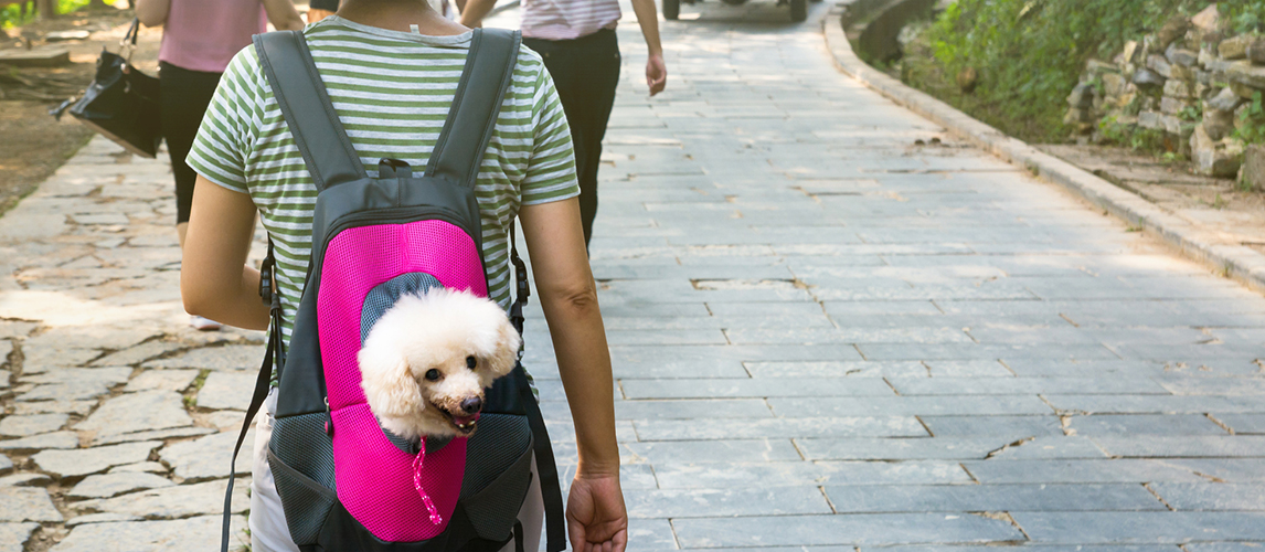 Cute dog peeking from carrying backpack