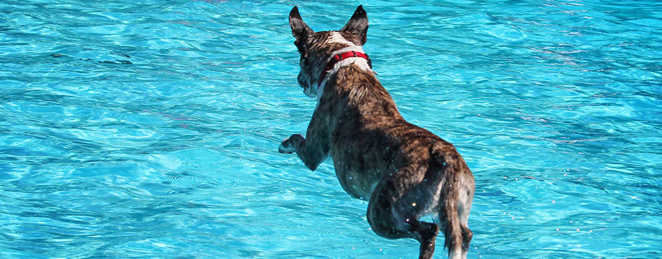Cute dog swimming in a public pool