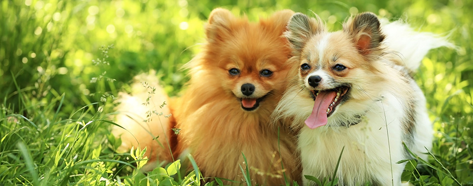 Cute fluffy dogs 