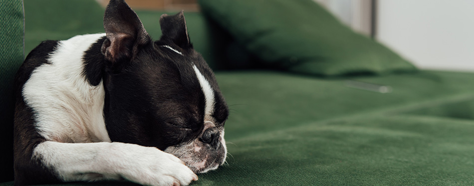 Cute french bulldog sleeping on sofa in living room