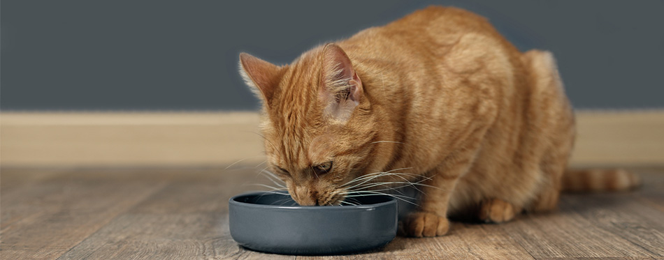 Cute ginger cat sitting in front of a bowl food