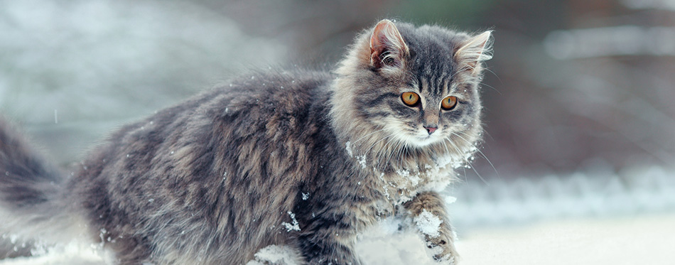 Cute kitten walking in the snow