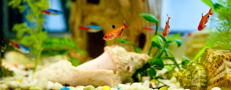 Cute little fish in an aquarium