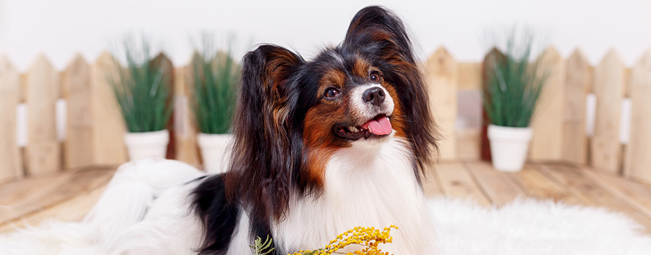 Cute papillon dog