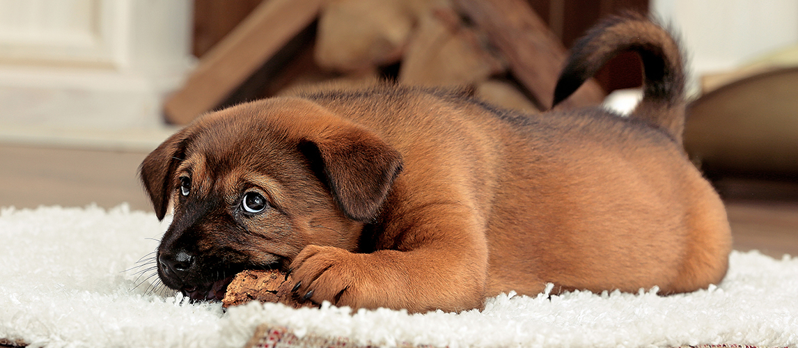 Cute puppy with rawhide on carpet