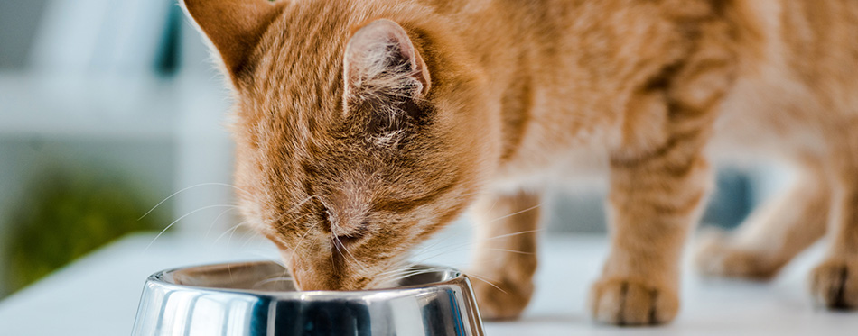 Cute red tabby cat drinking from metal bowl