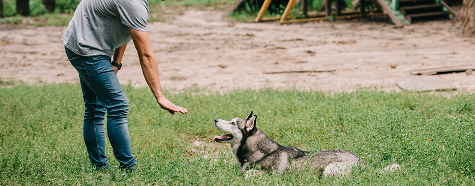 Cynologist and husky dog training lying command 