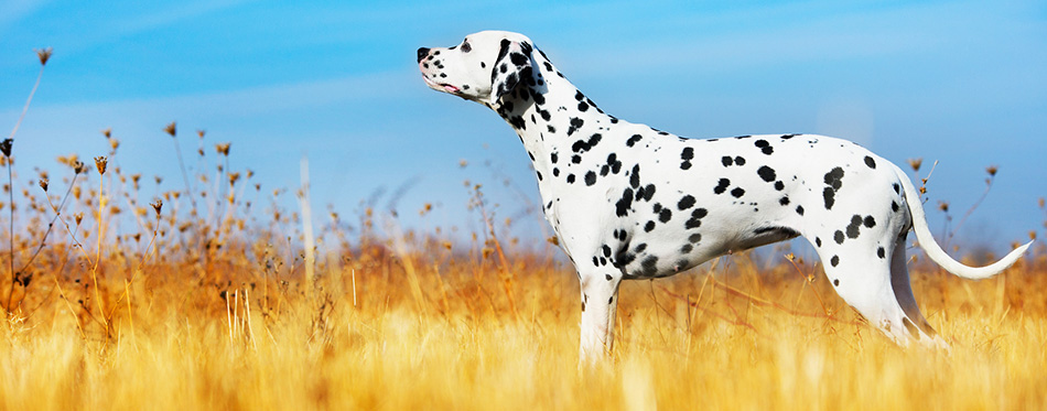 Dalmatian