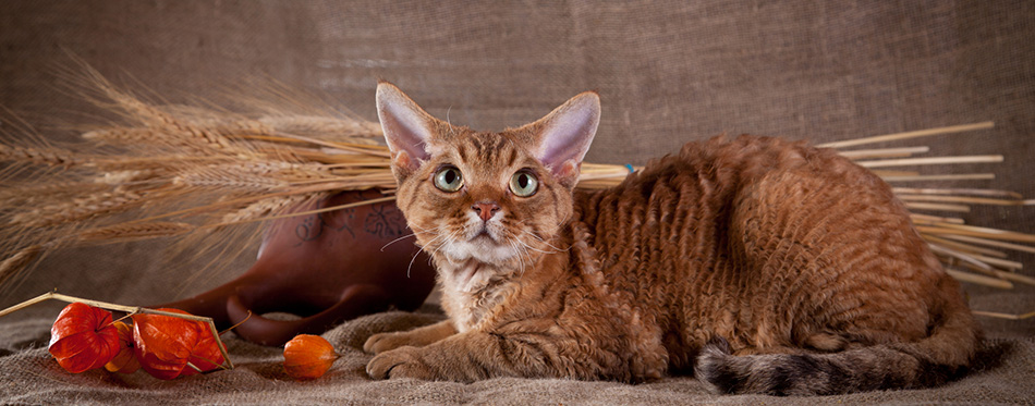 Devon Rex