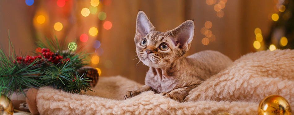 Devon Rex Cats