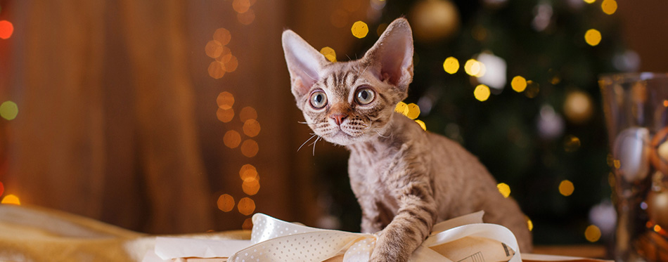 Devon Rex cat, Christmas and New Year