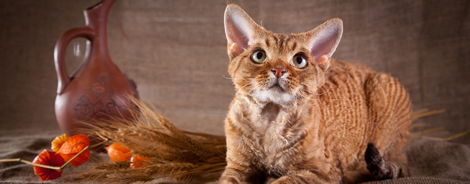 Devon Rex