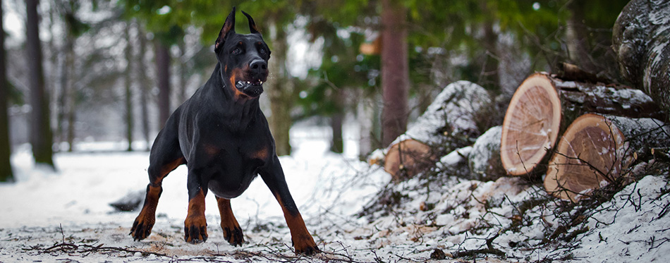 Doberman dog in the snow