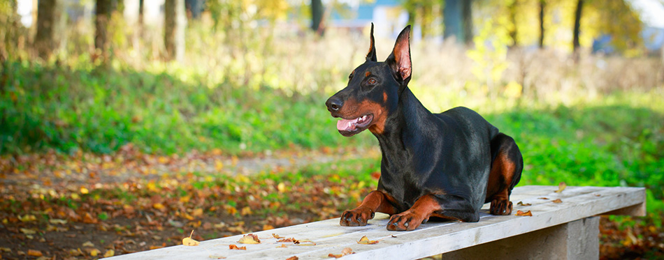 Doberman