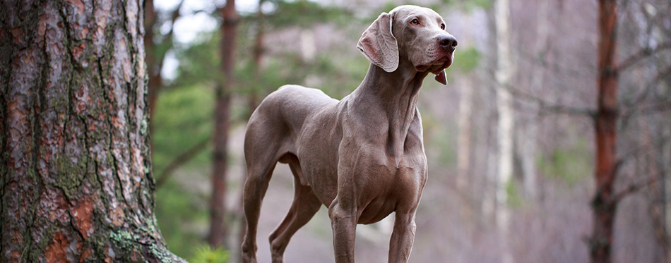 Dog and dry tree