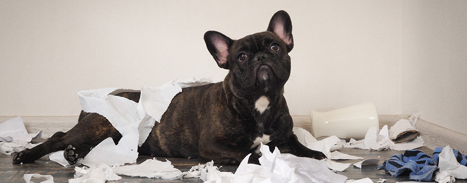 Dog and paper