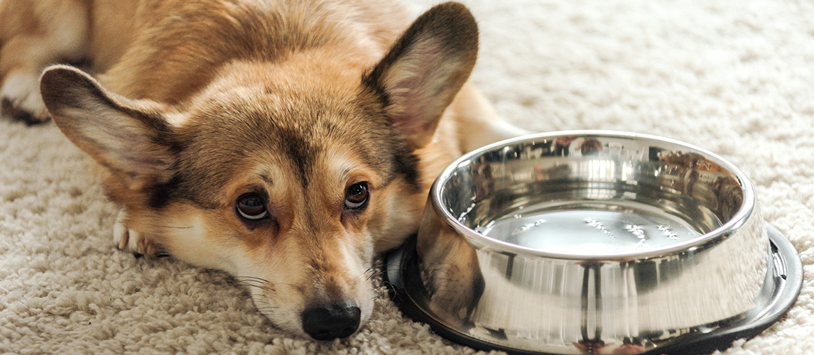 Dog and water bowl