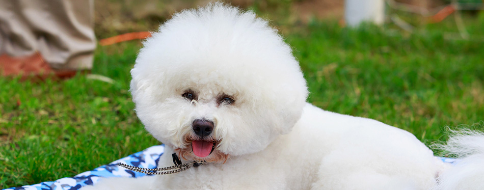 Dog breed Bichon Frize