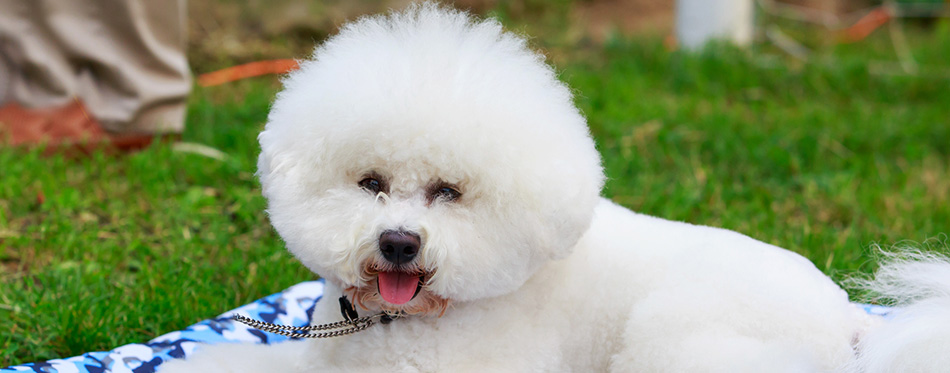 Dog breed Bichon Frize