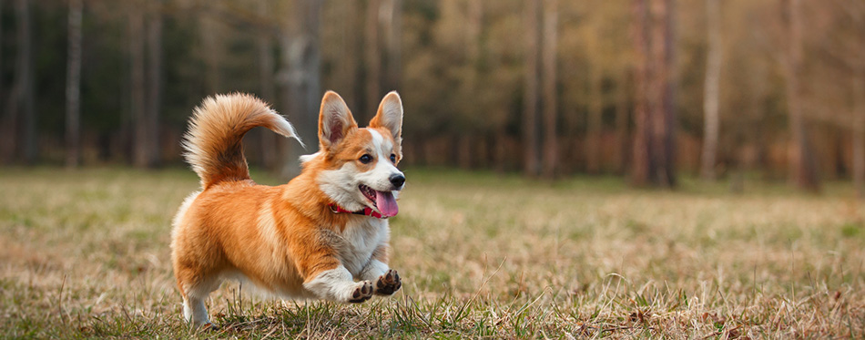 Dog breed Welsh Corgi Pembroke