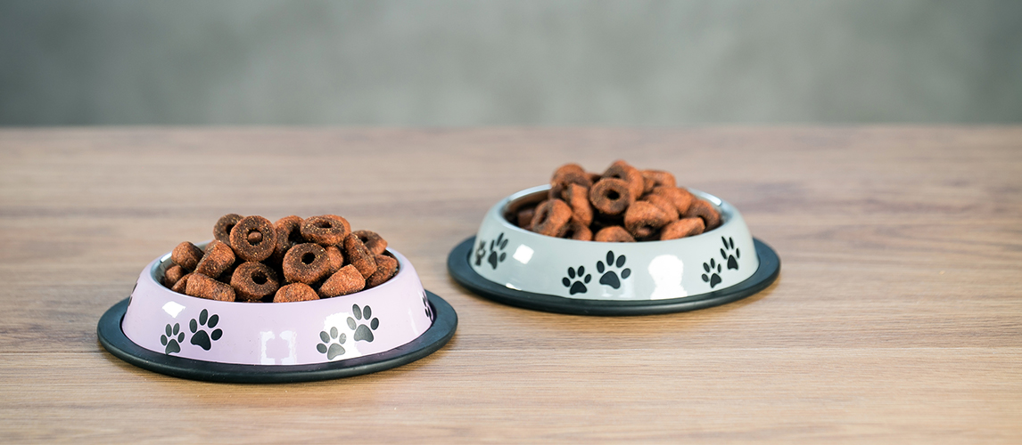 Dog dry food on table