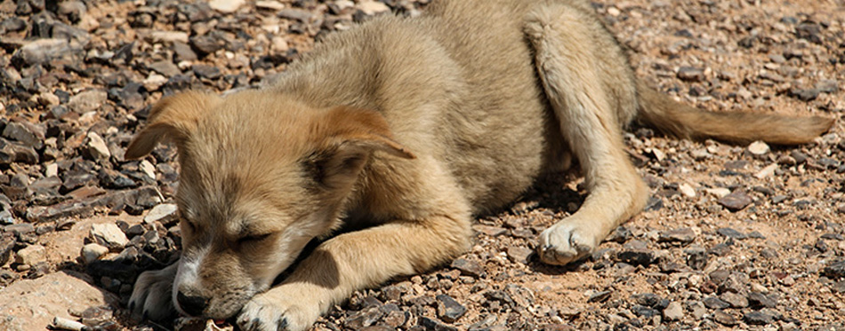 Dog eating rocks