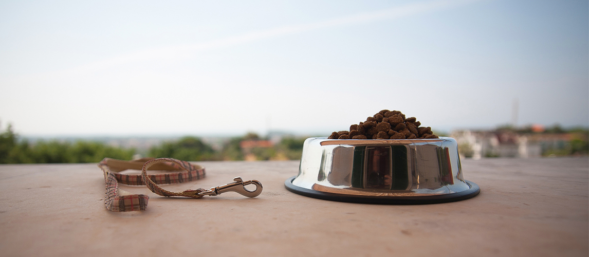 Dog food in bowl