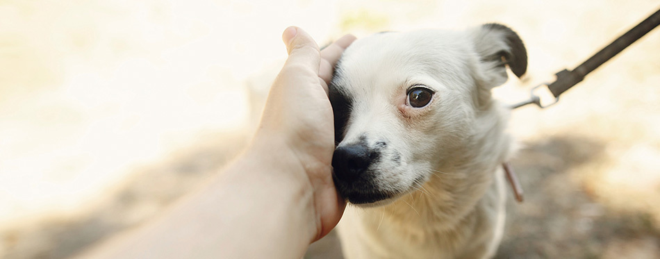 Dog from shelter, adoption concept 