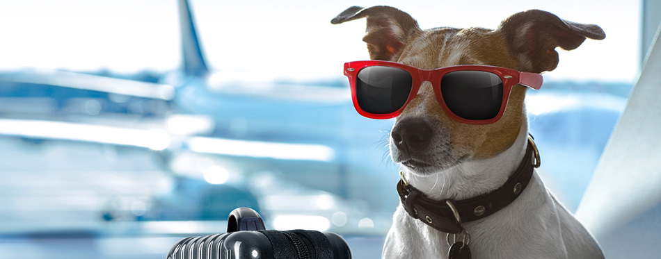 Dog in airport terminal on vacation