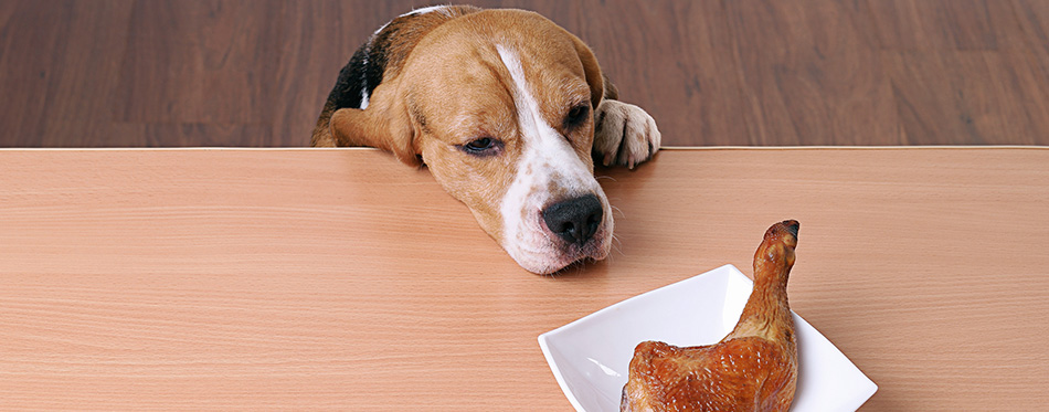 Dog in front dish on table and looking piece chicken