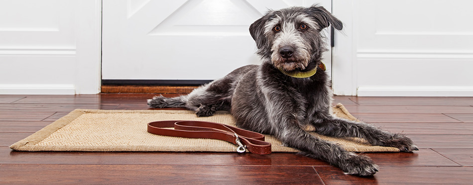 Dog laying down in front of door