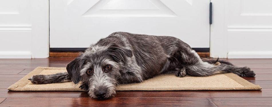 Dog laying in front of front door