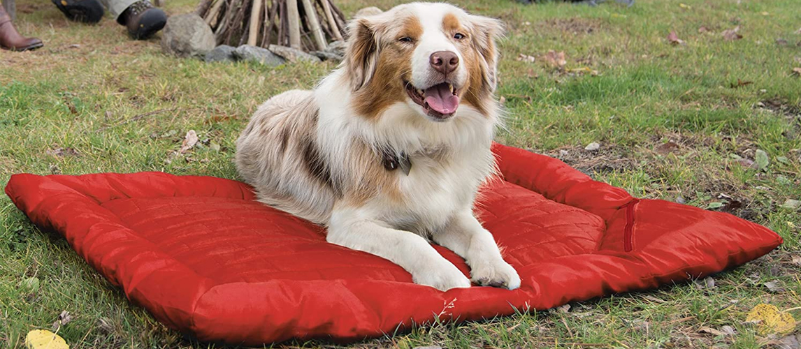 Dog lying on a sleeping bag