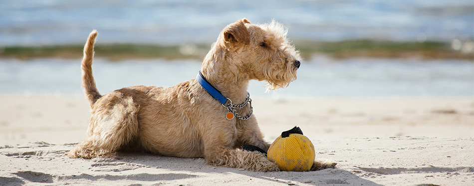 Dog lying on the beach with a yellow ball 