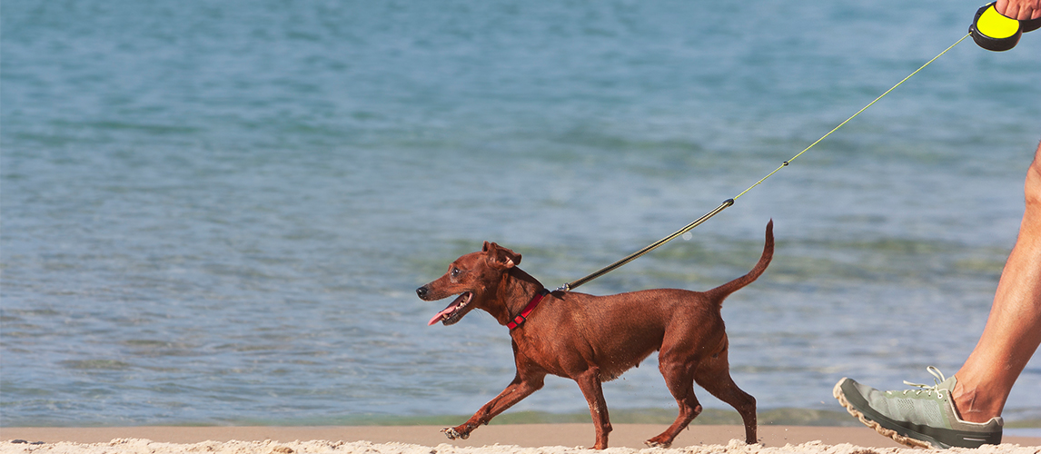 Dog on a leash